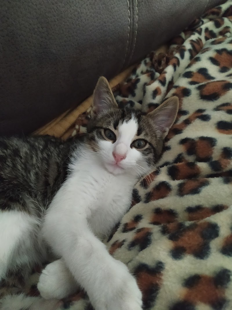 Consultorio Veterinario Roberto