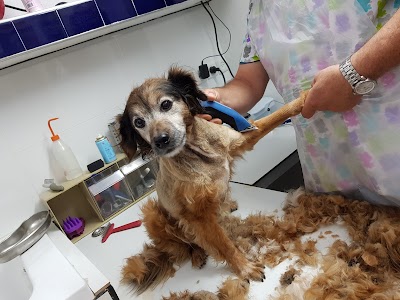 וטרינר בקריות - ד"ר בן זקן פביאן - חיות בית , תוכים , 24/7