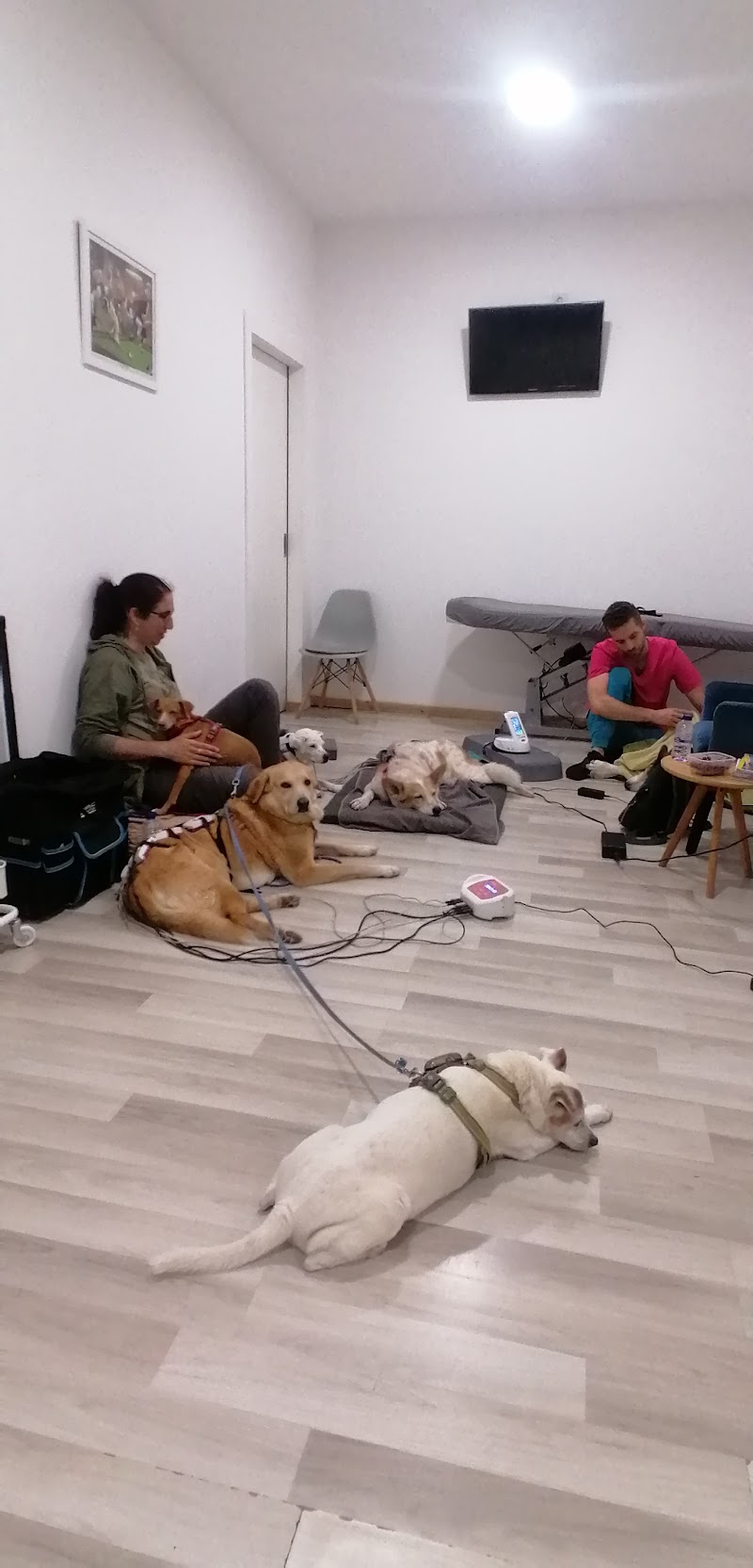 RAA - Rehabilitación y Acupuntura Animal