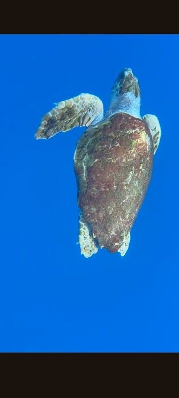 Kayaking to Isla de Lobos photo 5