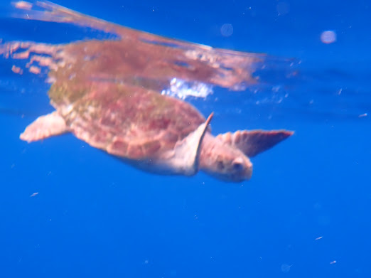 Kayaking to Isla de Lobos photo 3
