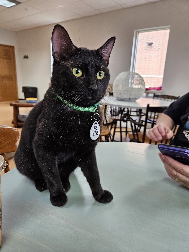 The Cat's Meow Café