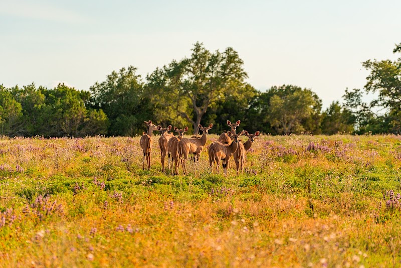 Nevilles Whitetail Hunting Ranch - Photo 4