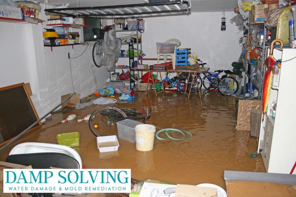 Damp Solving Water & Mold — photo