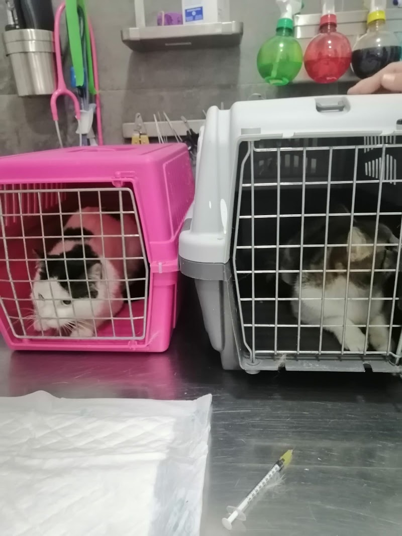 Centro veterinario I dog my cat