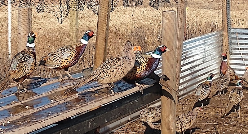 Scovill Farm - Photo 1