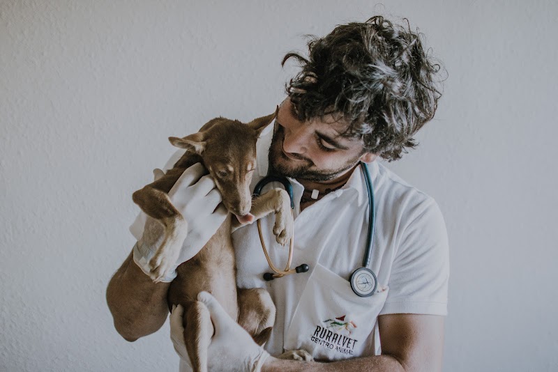 Ruralvet centro animal Grijota