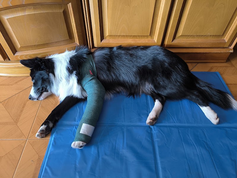 Almanzor Servicios Veterinarios