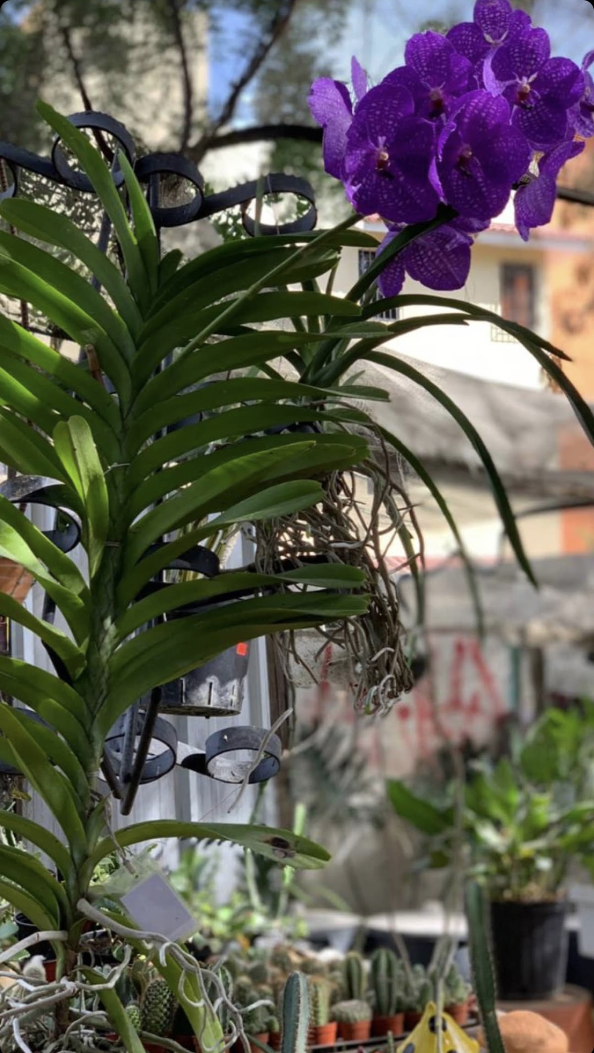 Vivero la casa de las Orquídeas - Imagen 1