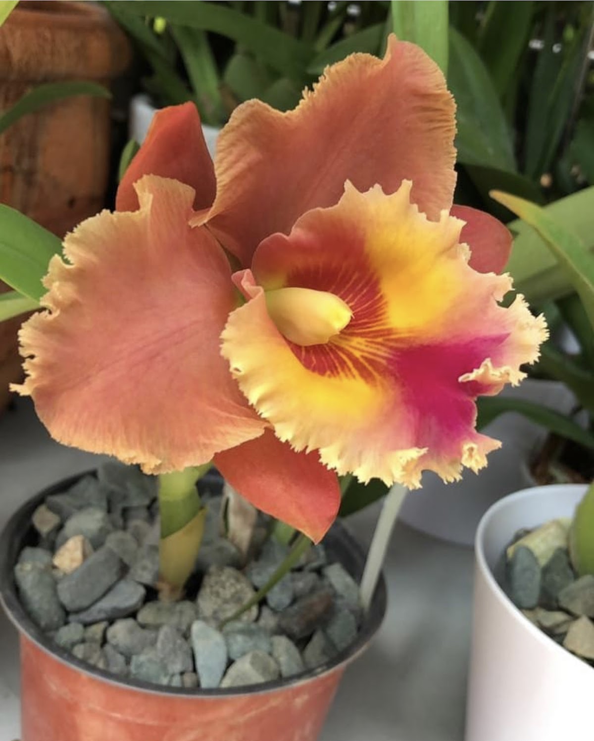 Vivero la casa de las Orquídeas - Imagen 2