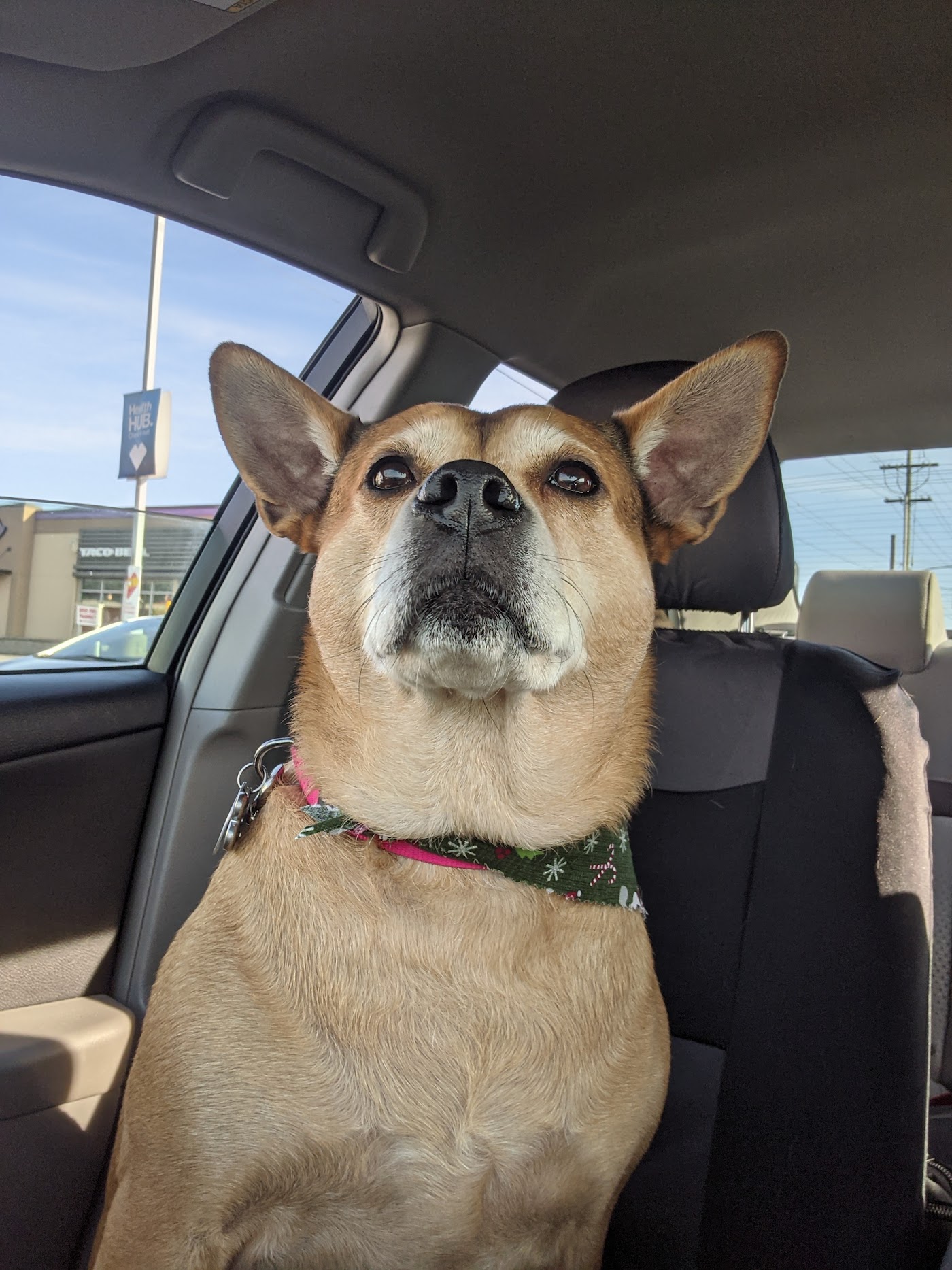 Doggie Stylz interior