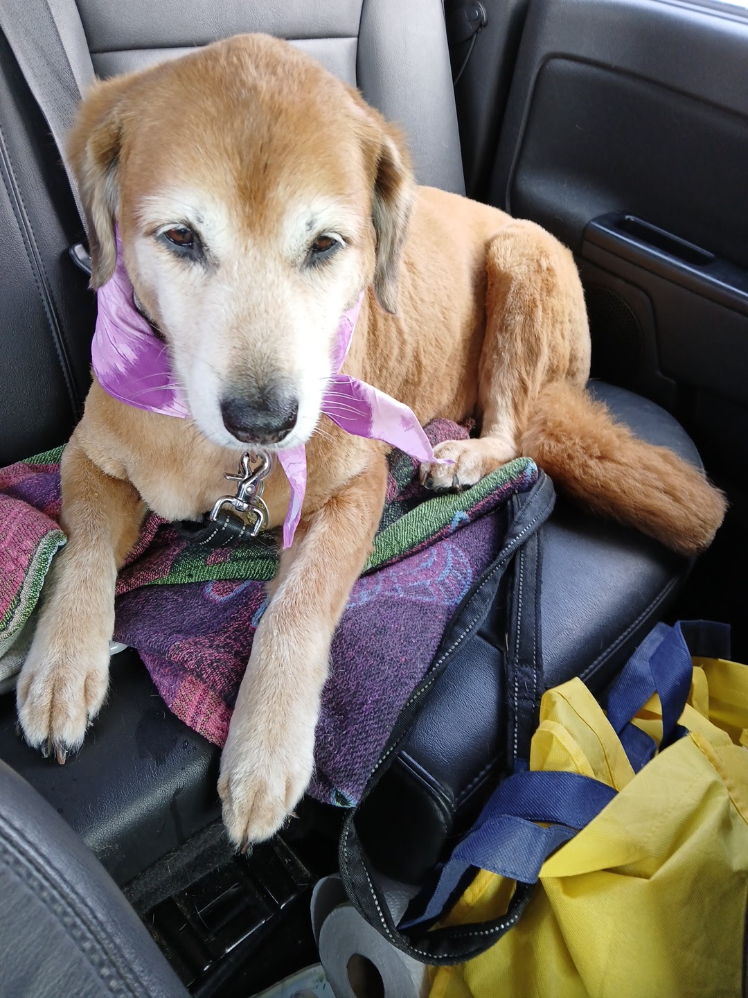Doggie Stylz photo 1