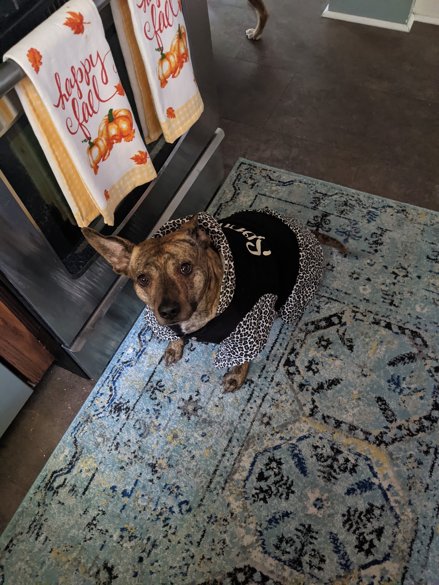 Doggie Stylz photo 3
