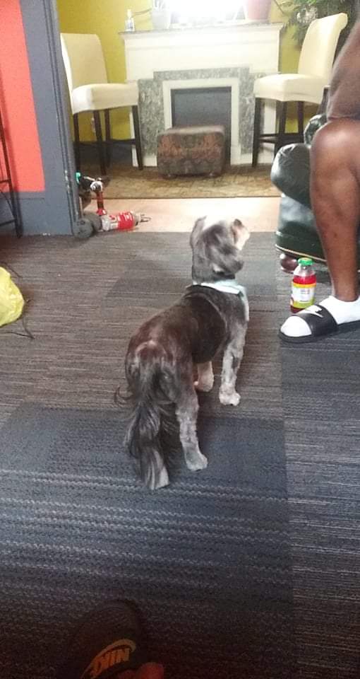 Doggie Stylz photo 2