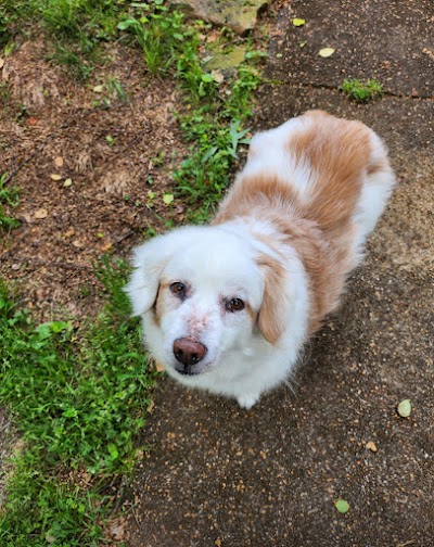 Animal Dermatology Specialists - Chattanooga