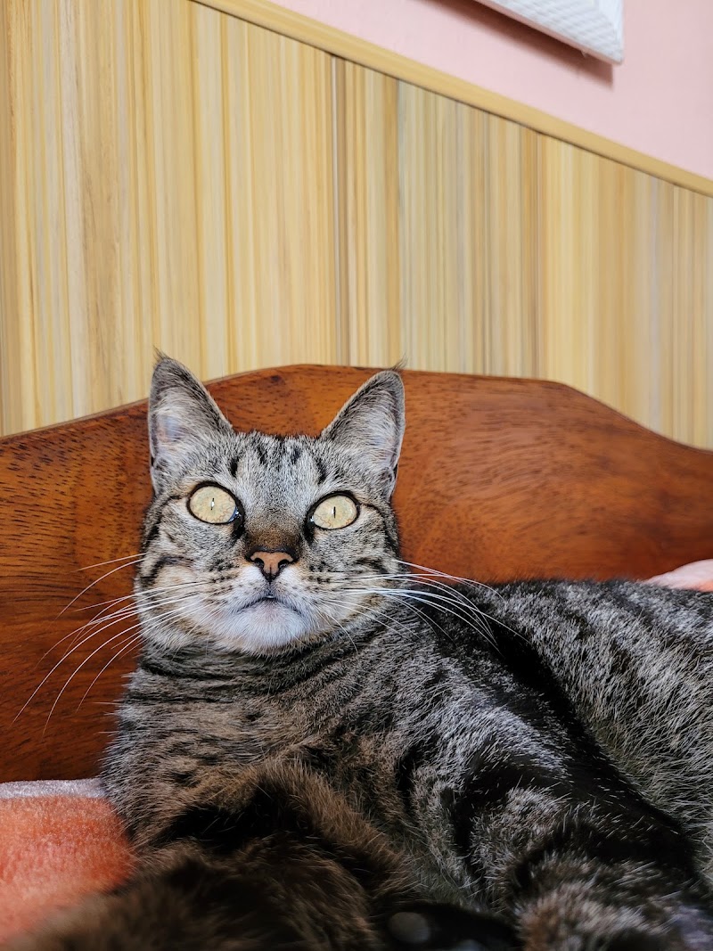 Foto de MVET - Clínica Veterinária Mobini