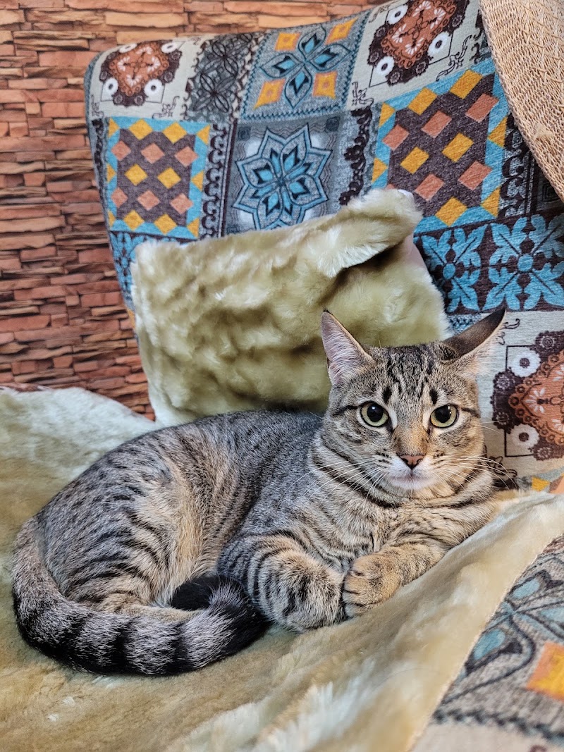 Foto de MVET - Clínica Veterinária Mobini