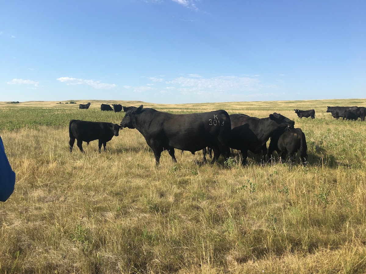 Lindskov-Thiel Ranch