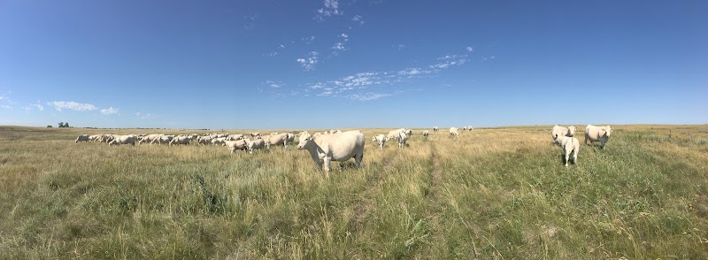 Lindskov-Thiel Ranch - Photo 1