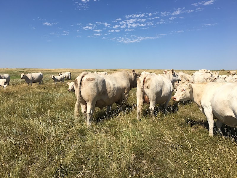 Lindskov-Thiel Ranch - Photo 4
