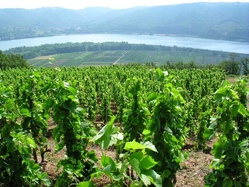 Domaine du Château Vieux (Ouvert mardi au samedi 9h à 12h et de 14h à 18h30)