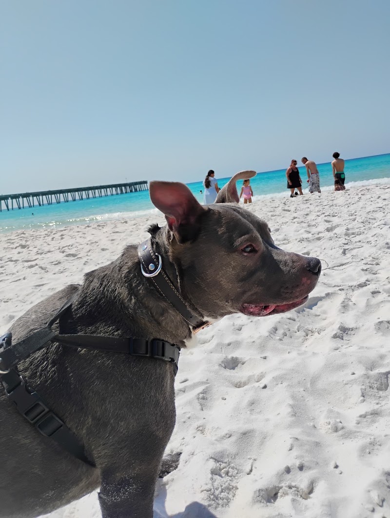 Dog Beach at Pier Park Panama City Beach in Destin