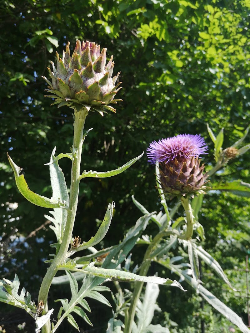 Buurttuin Maredijkbuurt