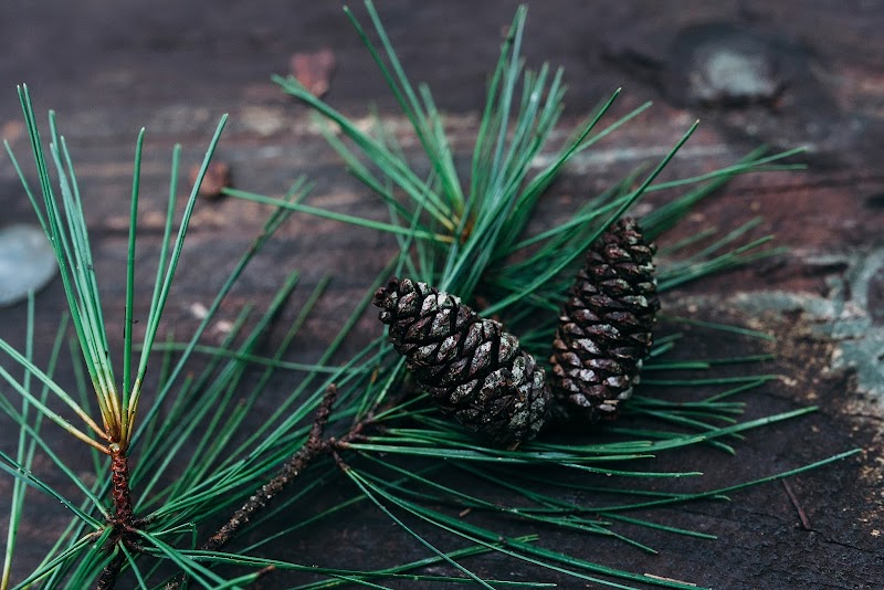 Joe Pine Coffee Co. photo 3