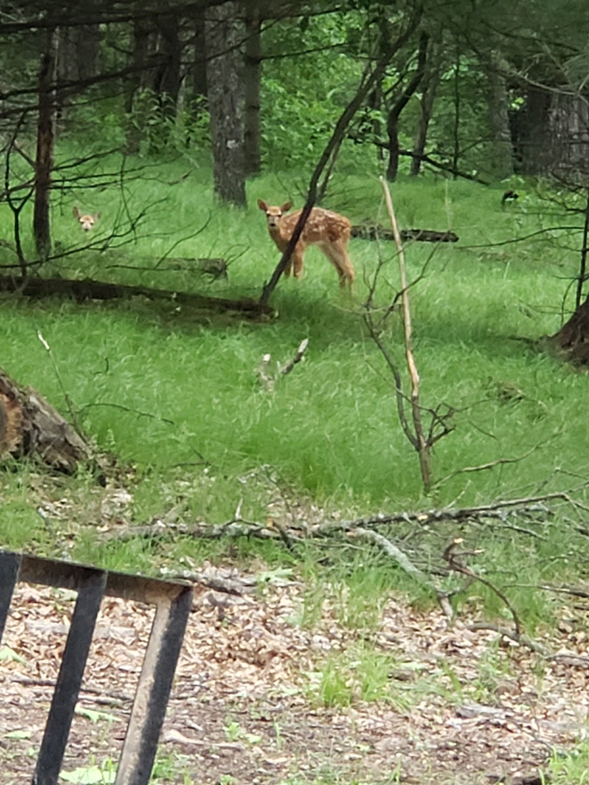 Apple Creek Whitetails