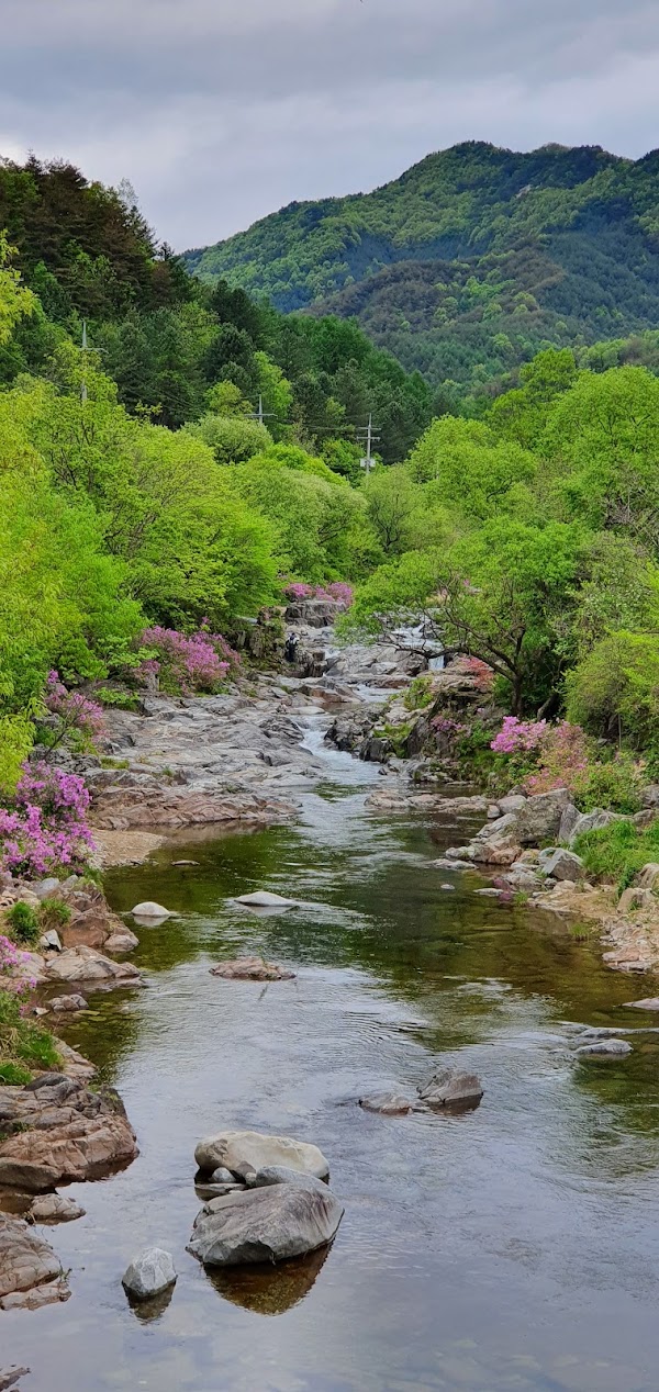 Cherry Blossom 🌸 41