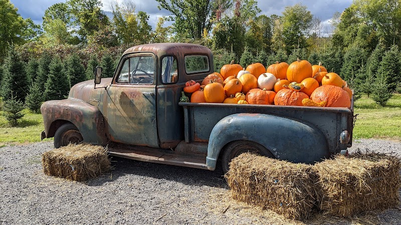 Cedar Hill Christmas Tree Farm photo 2