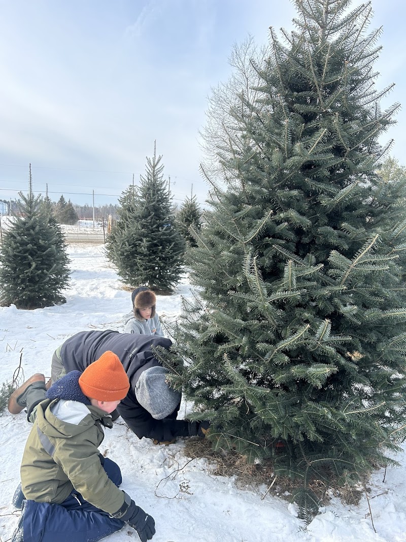 Cedar Hill Christmas Tree Farm photo 4