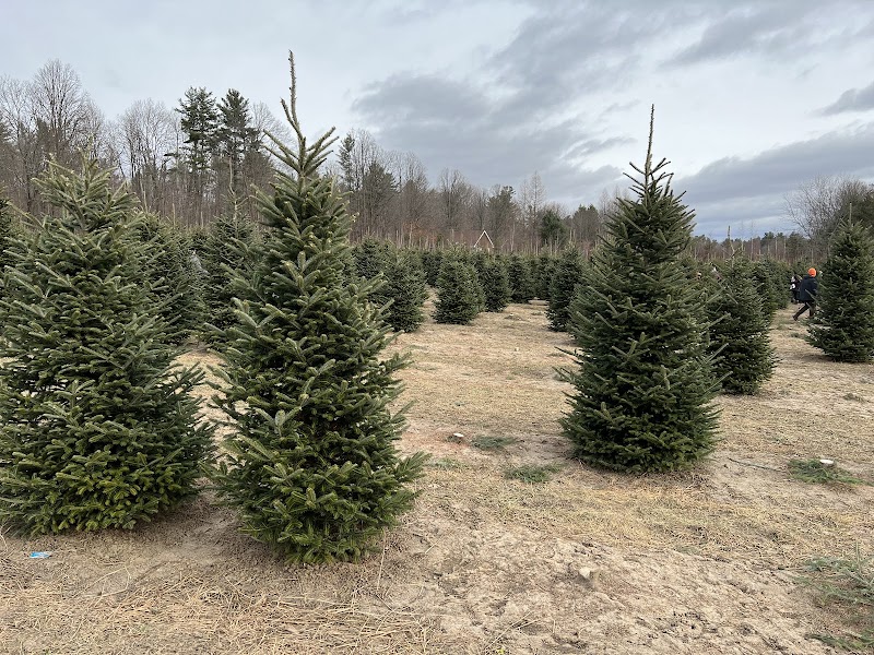 Cedar Hill Christmas Tree Farm photo 3