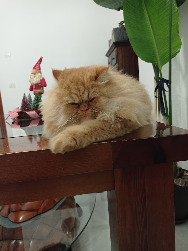 Clínica Veterinaria Arabial