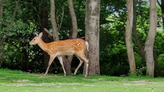Hanno Park Country Club - Photo 5