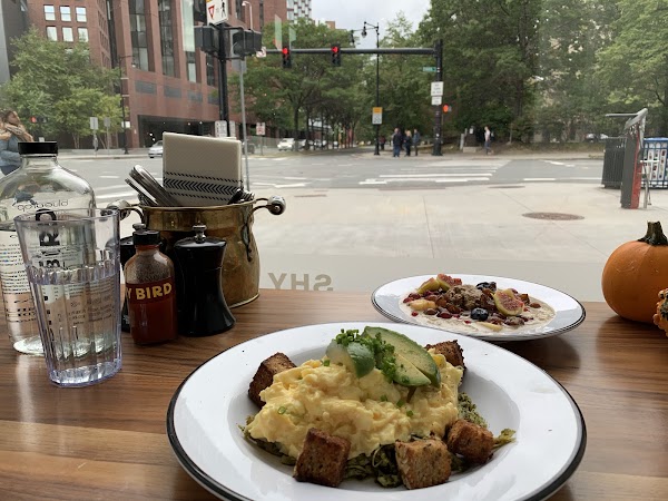Photo of Shy Bird - Kendall Square