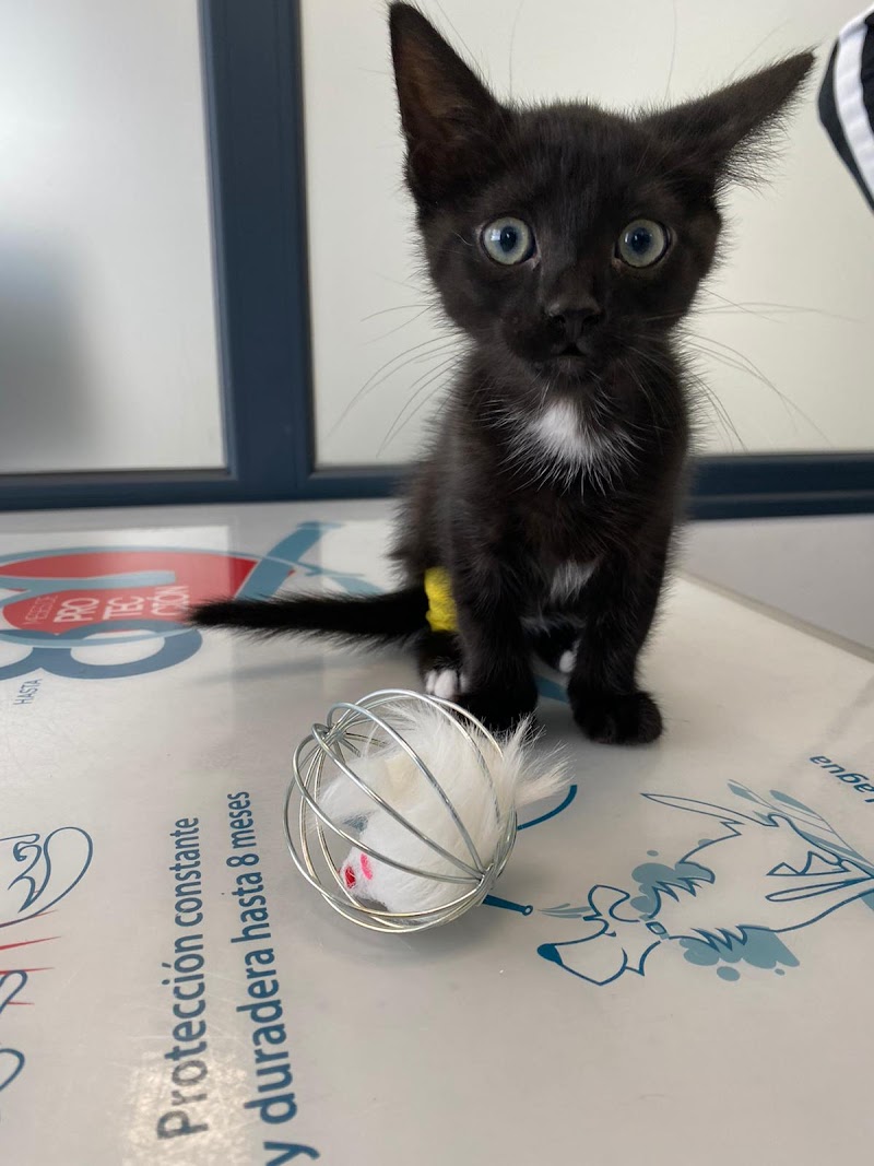 Clínica Veterinaria Cruz Verde - Vigo - photo 1