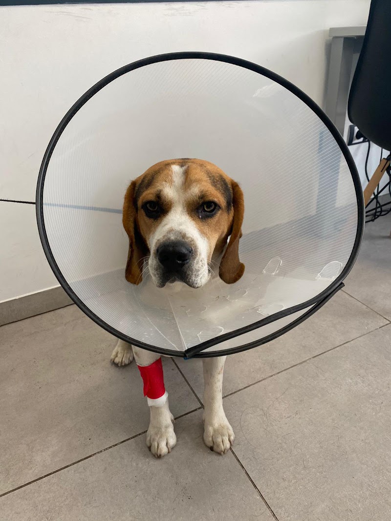 Clínica Veterinaria Cruz Verde - Vigo - photo 2