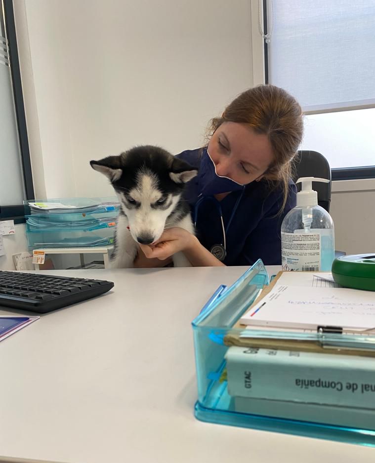 Clínica Veterinaria Cruz Verde - Vigo - photo 4