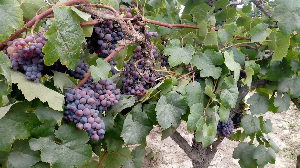 Bodega Yanquiza