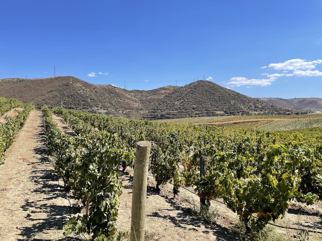 Quinta do Vale Meão