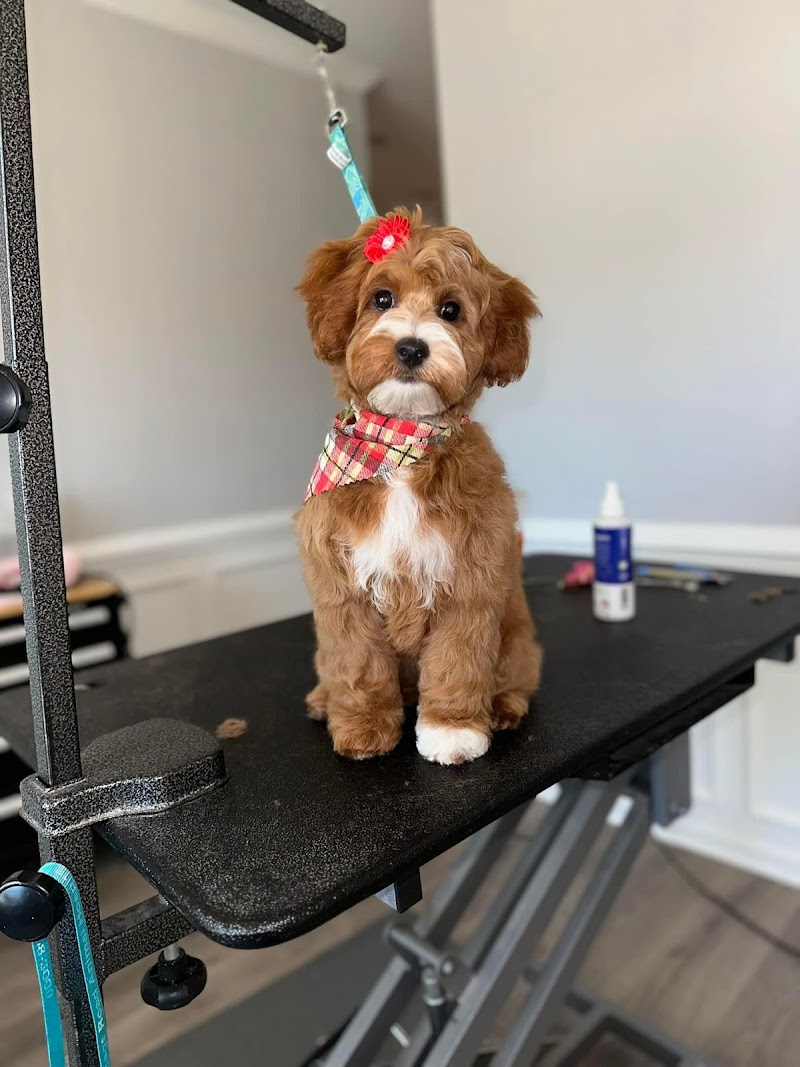 The Groom Room Pet Parlor