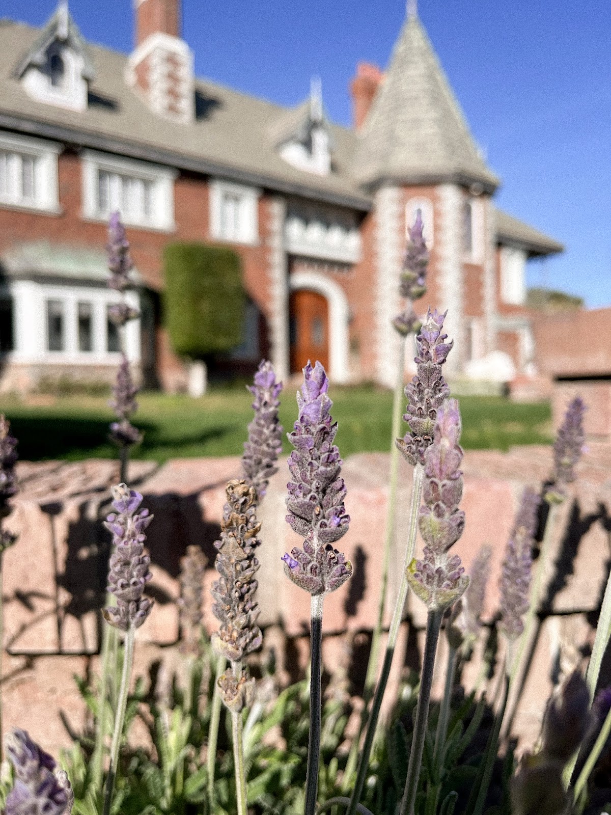 The Lavender Farm at Chateau de Vie