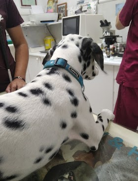 Clínica Veterinaria Vegueta