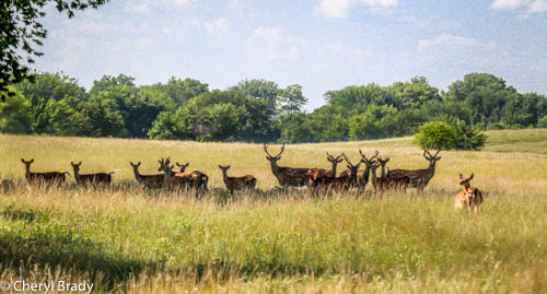 Buckbrush Adventures LLC
