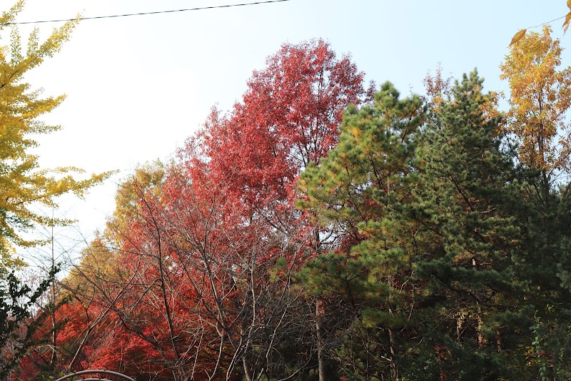 수리산산림욕장 사진 4