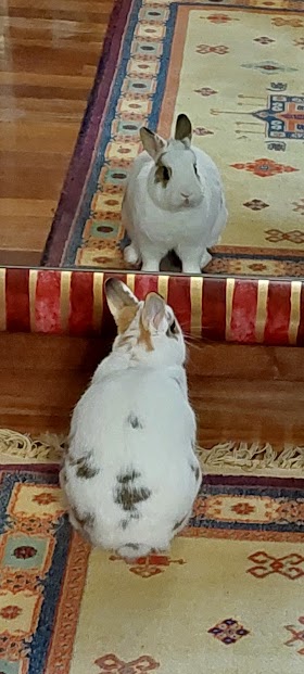 Gecko C. Veterinaria