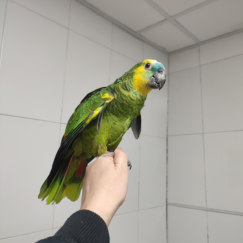 Gecko C. Veterinaria photo 3