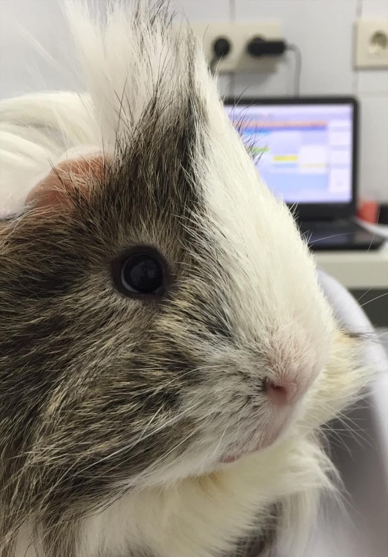 Gecko C. Veterinaria photo 5