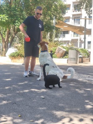 בית הכלבים - אילוף כלבים